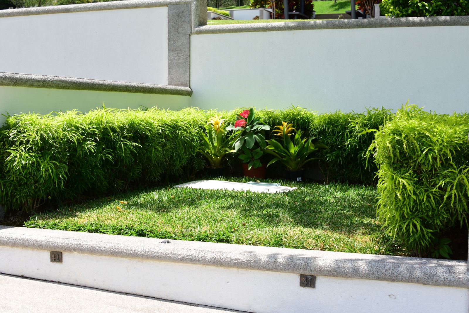 Lote con flores tropicales