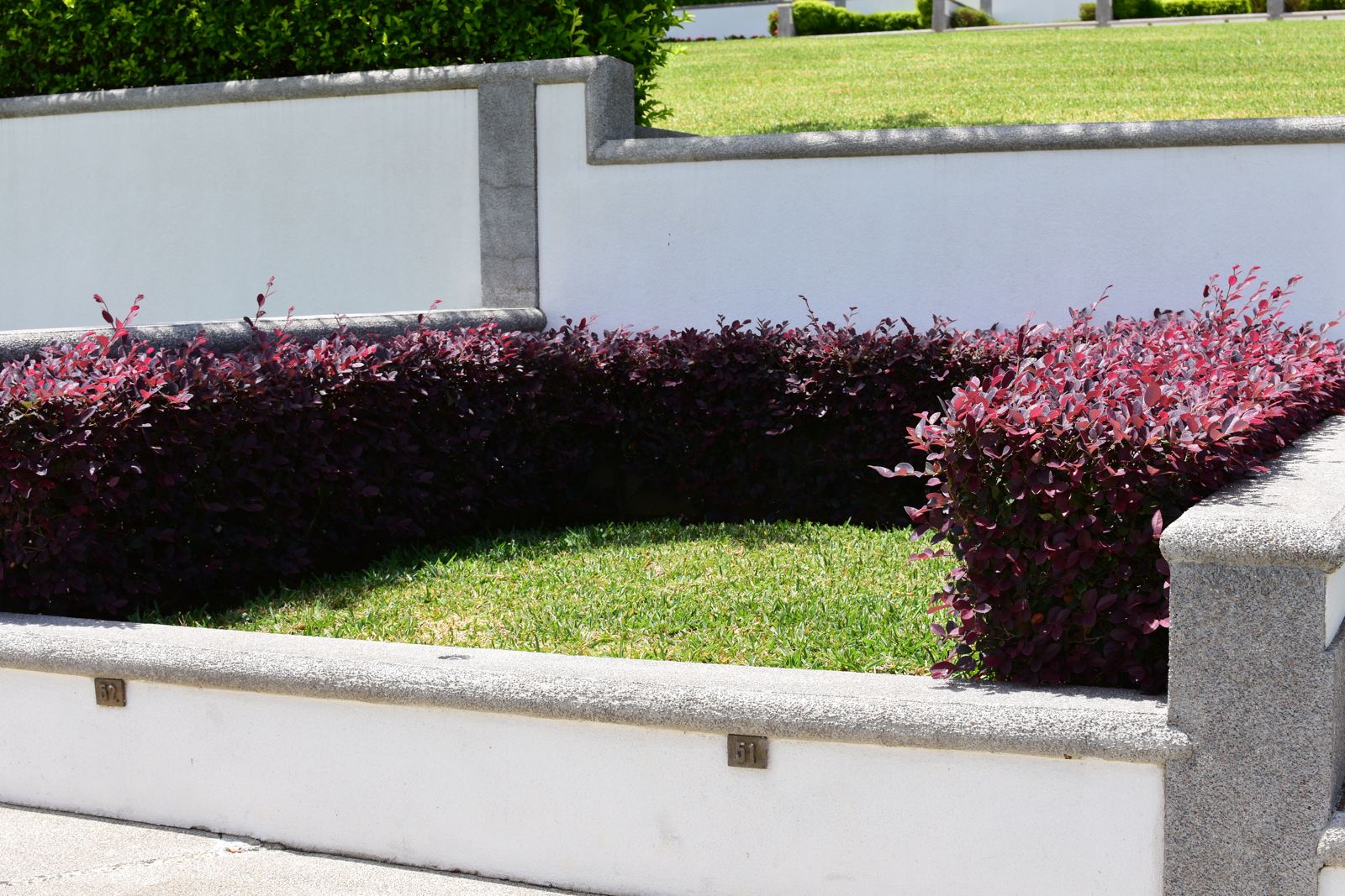 Setos ornamentales