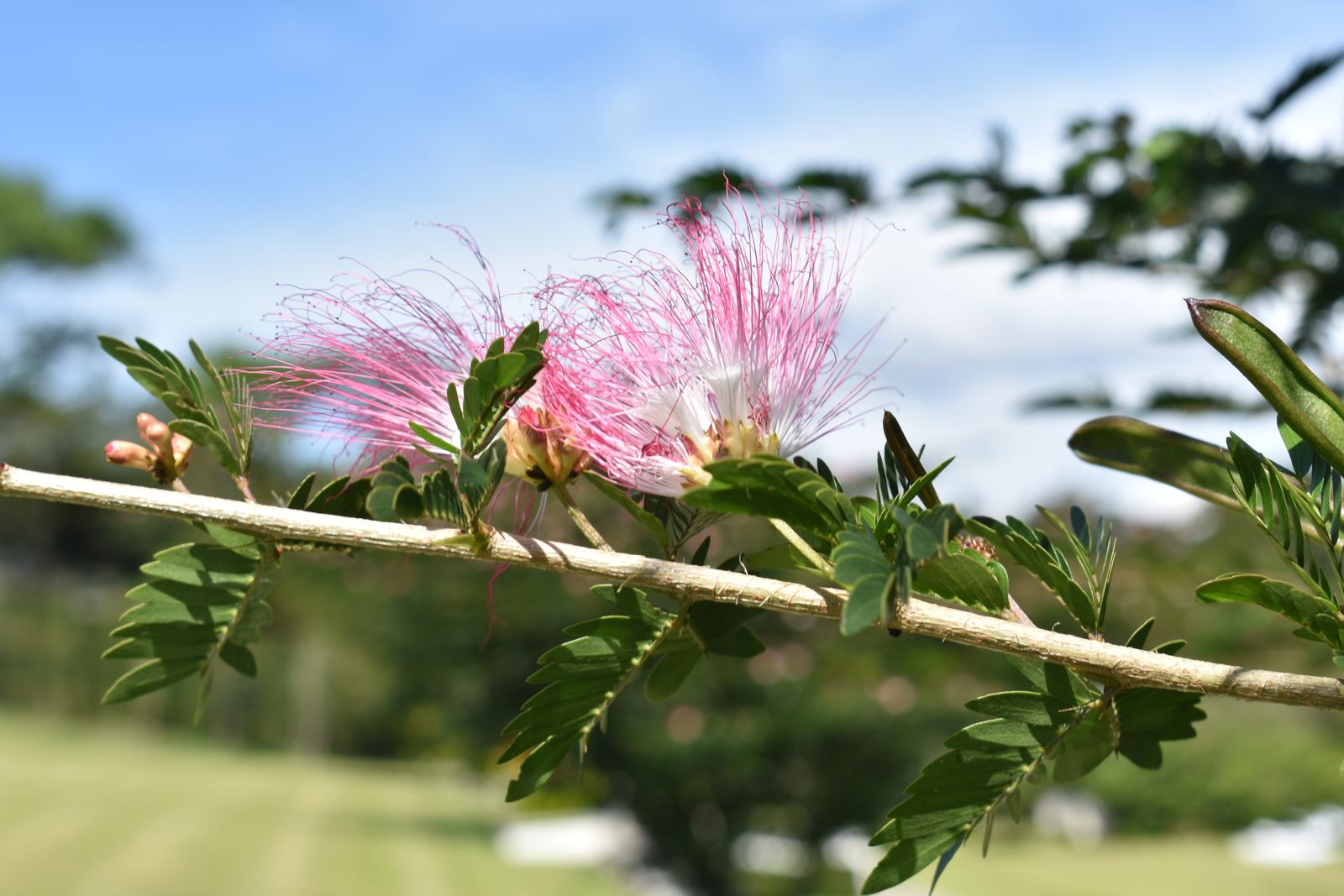 Flora del camposanto