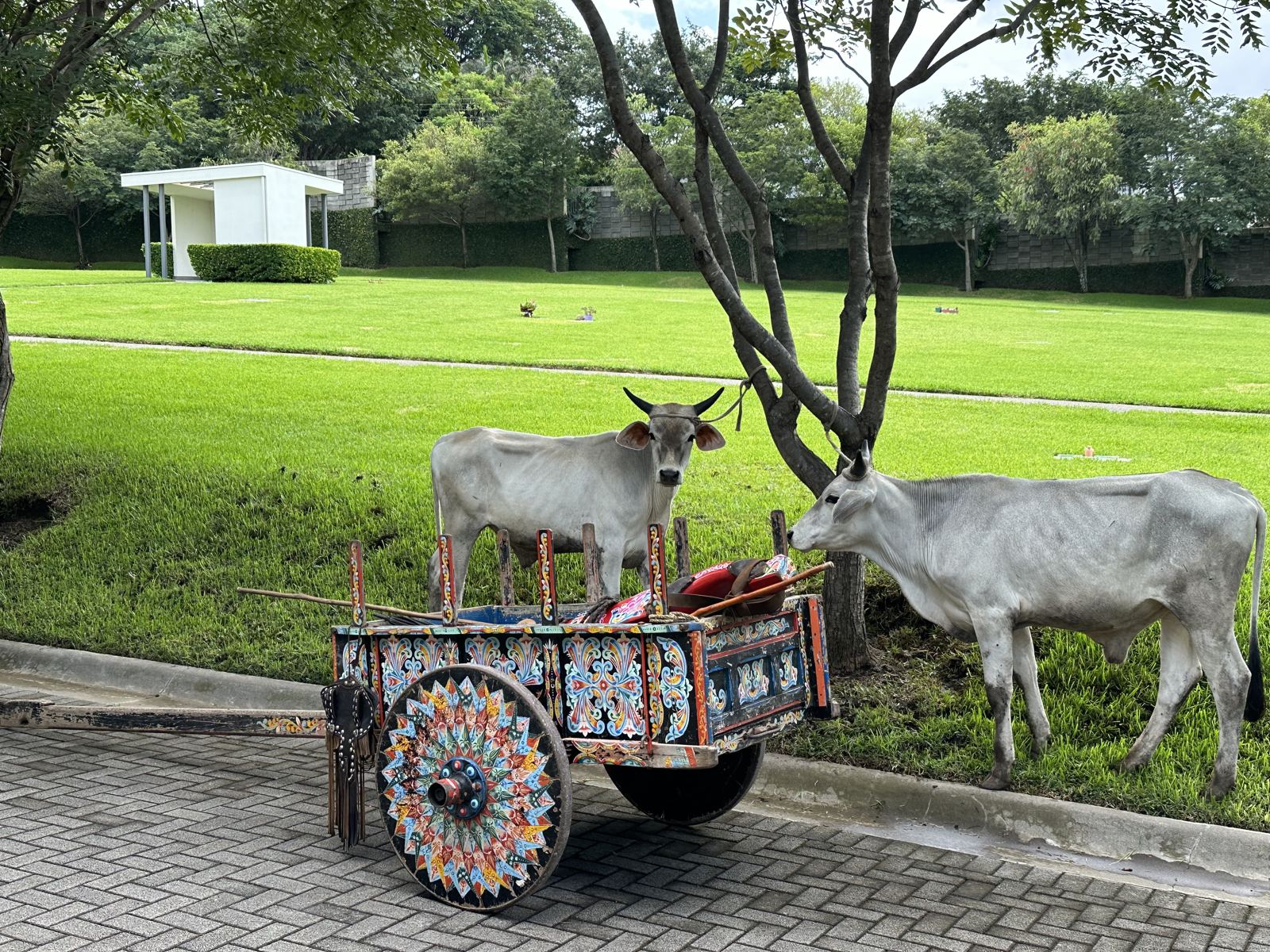 Carreta típica en el camposanto