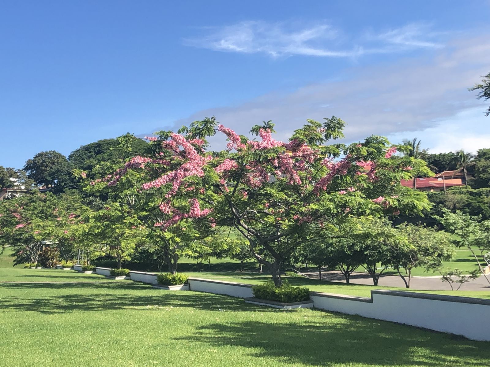 Árbol en flor