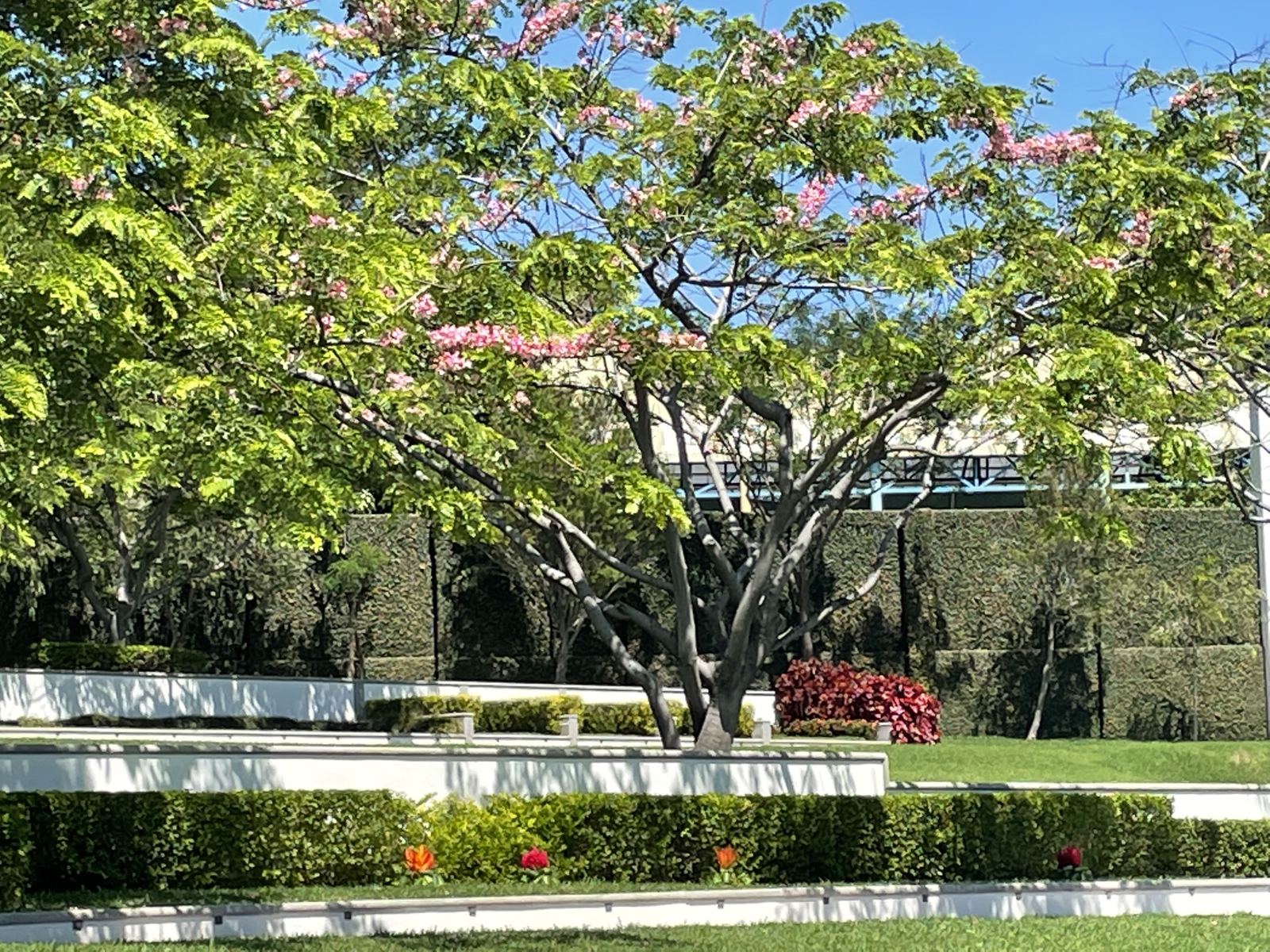 Jardines en flor